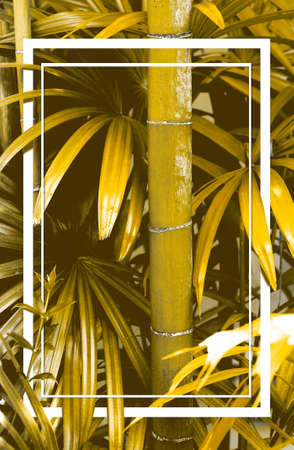 Abstract nature background and frame.Leaves and vegetation artwork and layout.の写真素材