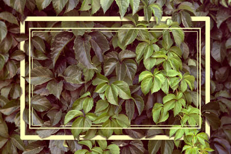 Abstract nature background and frame.Leaves and vegetation artwork and layout.の写真素材