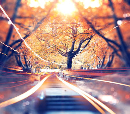 Beautiful and mystic park with trees and pathの写真素材
