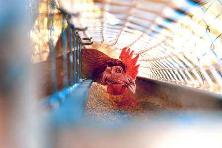 Close up image of chickens in the cage. Ecological farm and free-range hens or farmyard hensの写真素材
