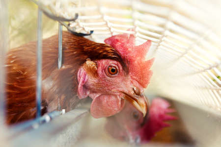 Close up image of chickens in the cage. Ecological farm and free-range hens or farmyard hensの写真素材