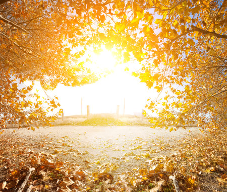 Idyllic autumn sunset landscape.Trees,leaves and sunlight.の写真素材