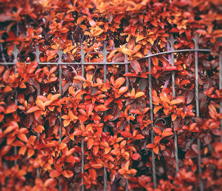 Idyllic autumn sunset background. Trees, leaves and metal fence.の写真素材