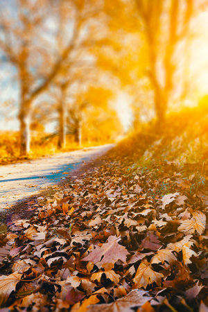 Idyllic autumn sunset landscape.Trees,leaves and sunlight.の写真素材