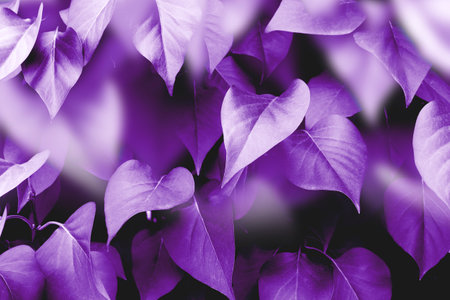 Surreal and artistic purple foliage.の写真素材