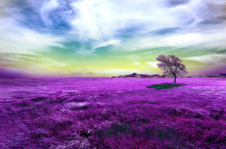 Idyllic and fantasy landscape of fields and meadows in violet color.の写真素材