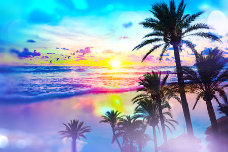 Sunset sky and palm trees view,vintage style,summer panoramic background.の写真素材