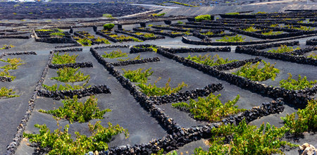 Scenic landscape with volcanic vineyards. Lanzarote. Canary Islands. Spain.の写真素材