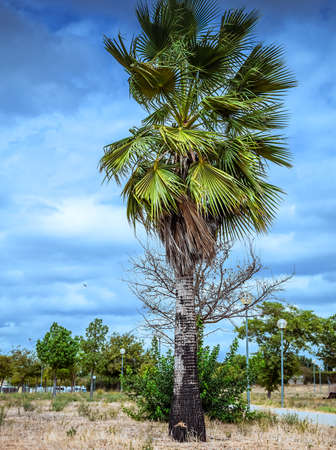 Palm tree burned after a playground fireの写真素材