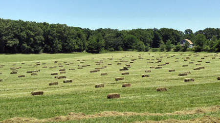 Square hay bales in freshly cut field