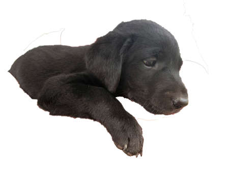 Isolated close-up of black Labrador retriever puppy dogの写真素材