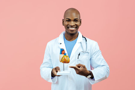 Doctor smiling holding heart model wearing lab coatの写真素材