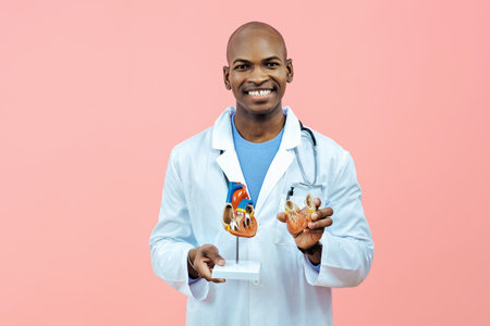 Doctor smiling holding heart model wearing lab coatの写真素材