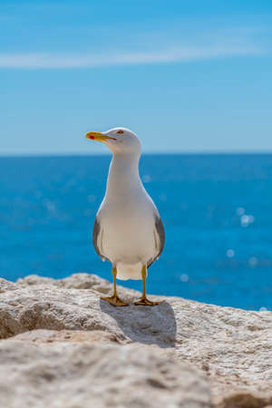 European herring gull Larus argentatus in Spain coastの写真素材