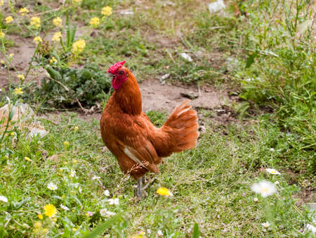 cockerel in farm walking in calm between flowersの写真素材