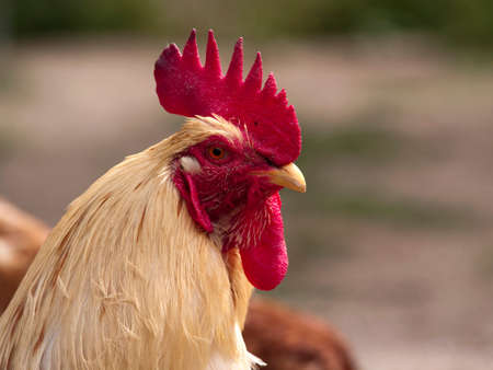 Cockerel head over blurry backgroundの写真素材
