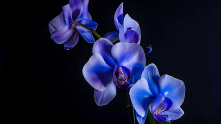 Beautiful blue orchid on a black background, close-upの素材