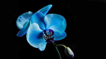 Blue orchid on a black background. Close-up. Studio photography.の素材