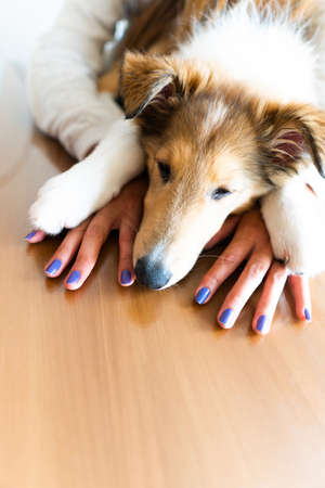 puppy collie dog over the hands of a woman in relaxation pose. High quality photoの写真素材