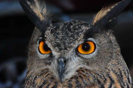 the owl eyesの写真素材