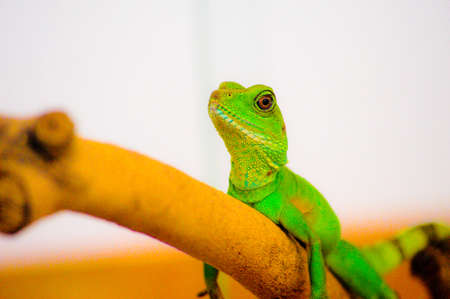 lizardの写真素材