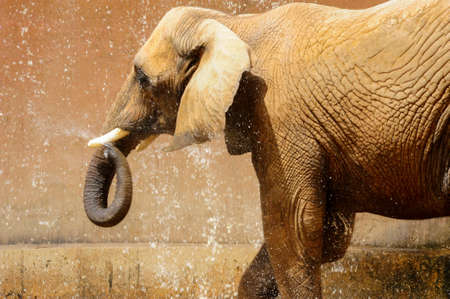 elephant playing water
