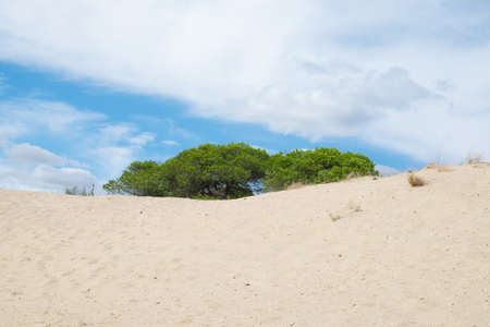 Beautiful tropical landscape beach with green shrub treesの写真素材