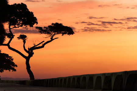 Silhouette of a tree on the background of the sunset.