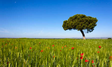 Lonely pine tree in green wheat fieldの写真素材