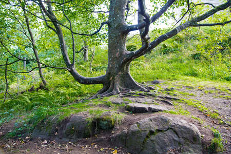 Meadows, graveyards, churches and iconic landmarks of the city of Stirling in Scotland