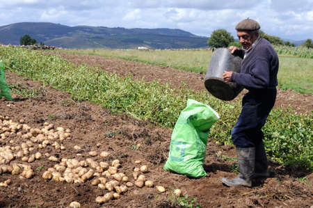 Farmer picking potatoes GRANDAS DE SALIME Asturias  SPAINのeditorial素材