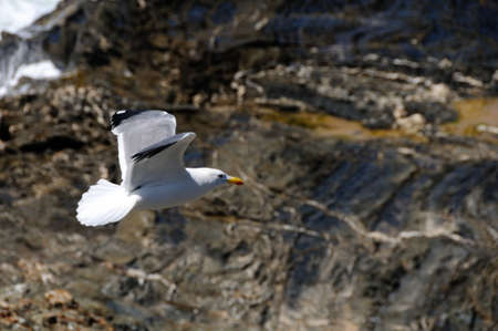 Seagull .PORTO COVO.  Sines council.Alentejo Region  PORTUGAL. の写真素材