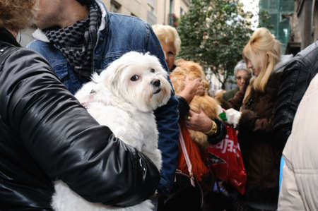 Madrid , SPAIN - 17 JANUARY ,2011. - " SAN ANTON Church "  Festivity of St. Anton ( Animals Patron ) on January 17  .のeditorial素材