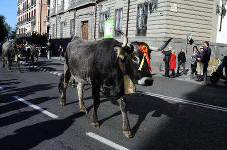 Madrid ,SPAIN- 30 October ,2011 " Fiesta de la Trashumancia  " Transhumance Festival . Madrid .SPAIN  のeditorial素材