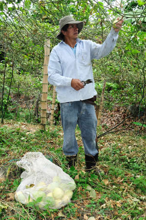 Maracuja  in RIVERA . Department of Huila. COLOMBIAのeditorial素材