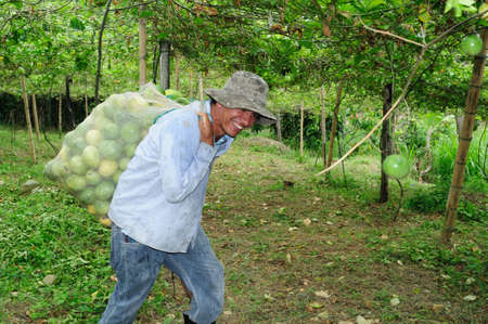 Maracuja in RIVERA . Department of Huila. COLOMBIAのeditorial素材