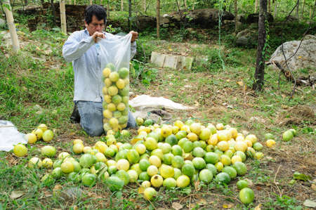 Maracuja  in RIVERA . Department of Huila. COLOMBIAのeditorial素材