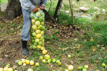 Maracuja  in RIVERA . Department of Huila. COLOMBIAのeditorial素材