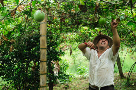 Maracuja  in RIVERA . Department of Huila. COLOMBIAのeditorial素材