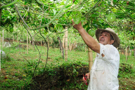 Maracuja  in RIVERA . Department of Huila. COLOMBIAのeditorial素材