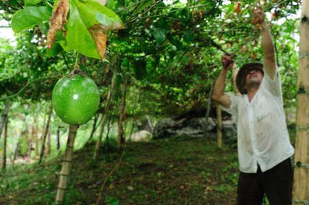Maracuja  in RIVERA . Department of Huila. COLOMBIAのeditorial素材