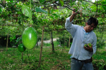 Maracuja in RIVERA . Department of Huila. COLOMBIAのeditorial素材