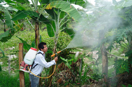 Maracuya plantation fumigating in RIVERA . Department of Huila. COLOMBIAのeditorial素材