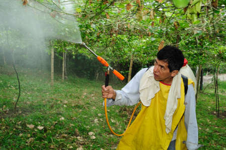 Maracuya plantation fumigating in RIVERA . Department of Huila. COLOMBIAのeditorial素材