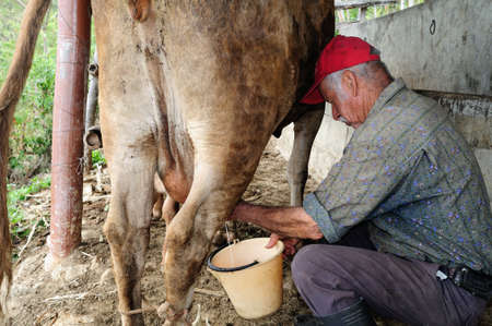 Milking .Road - Aguas Calientes in RIVERA . Department of Huila. COLOMBIAのeditorial素材