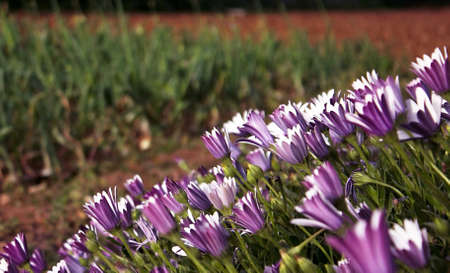 Flowers following the sun lightの写真素材