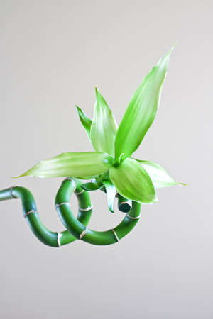 Bamboo bud isolated in a clear backgroundの写真素材