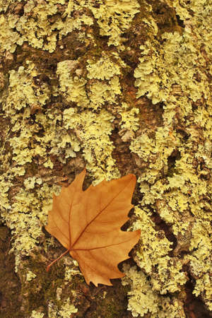 Golden leaf dry stuck in the green lichens in a trunk of a tree
