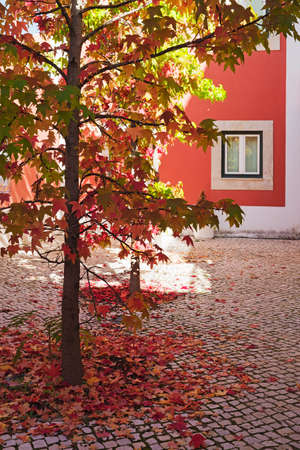 The leaf fall of a plantain tree on the arrival of autumn, in a urban areaの写真素材