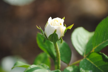 White rose in the garden, Thailand. (Scientific name Rosa chinensis)の写真素材